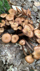 Desarmillaria tabescens