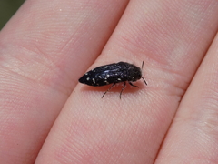 Acmaeodera ornatoides