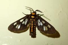 Eressa confinis