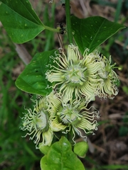 Passiflora auriculata