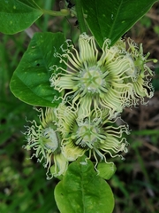 Passiflora auriculata