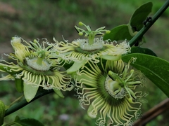 Passiflora auriculata