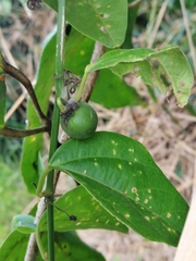 Passiflora auriculata