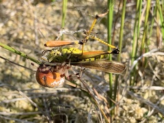 Stethophyma lineatum