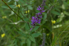 Episyrphus balteatus