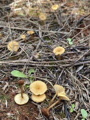 Crepidotus subfulviceps