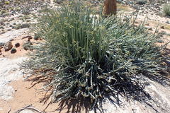 Euphorbia dregeana