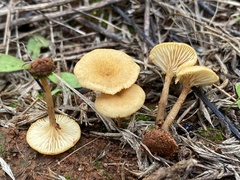 Crepidotus subfulviceps