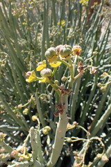 Euphorbia dregeana