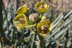 Euphorbia dregeana