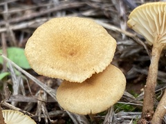 Crepidotus subfulviceps