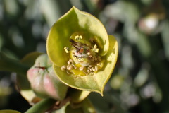 Euphorbia dregeana