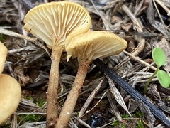 Crepidotus subfulviceps