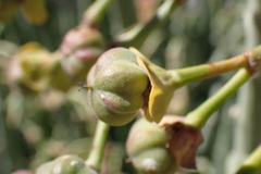 Euphorbia dregeana