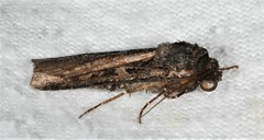 Actebia fennica