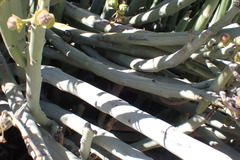 Euphorbia dregeana