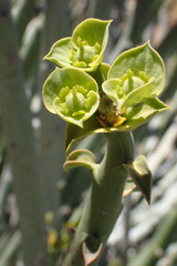 Euphorbia dregeana