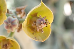 Euphorbia dregeana