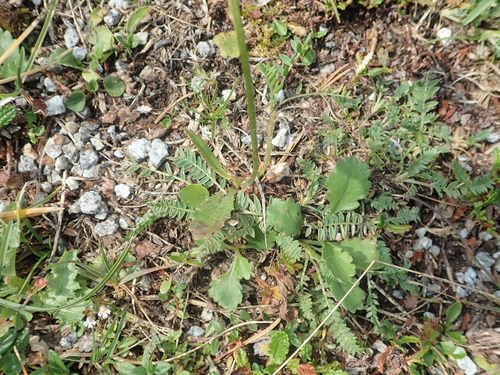 Image of Leucanthemum adustum by (c) Dr. Guido Bohne, some rights reserved (CC BY-SA)
