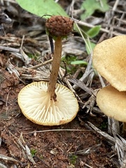 Crepidotus subfulviceps
