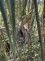 Cistothorus palustris