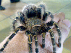 Grammostola pulchripes