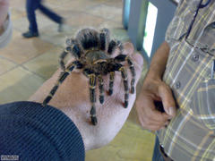 Grammostola pulchripes