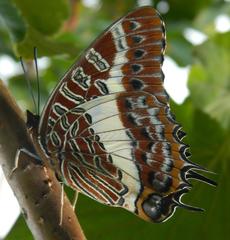 Charaxes brutus natalensis