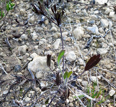 Centella brachycarpa