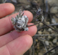 Centella brachycarpa