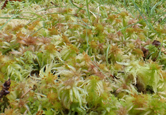 Sphagnum recurvum