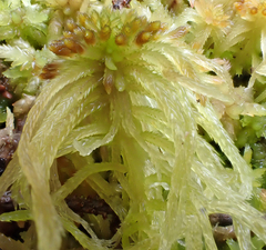 Sphagnum recurvum