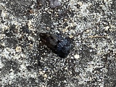 Cryptaspasma bipenicilla