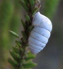 Fauxulus capensis