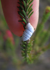 Fauxulus capensis