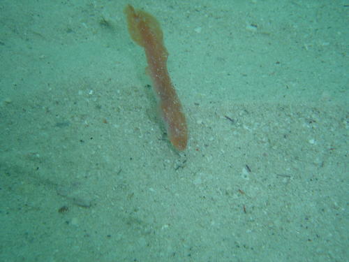 Dermatopsoides talboti
