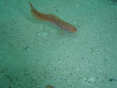 Dermatopsoides talboti