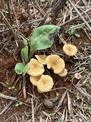 Crepidotus subfulviceps