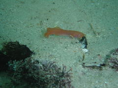 Dermatopsoides talboti