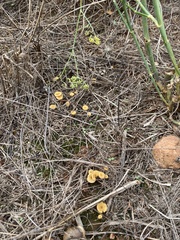 Crepidotus subfulviceps