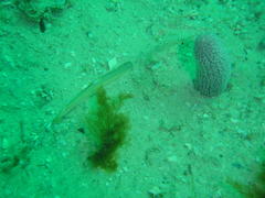 Gonorynchus gonorynchus