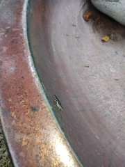 Agrilus difficilis