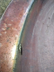 Agrilus difficilis