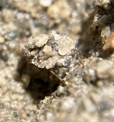 Ochterus marginatus