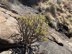 Crassula sarcocaulis