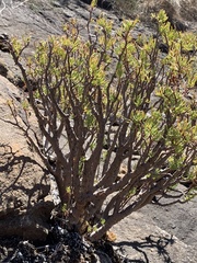 Crassula sarcocaulis