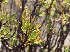 Crassula sarcocaulis