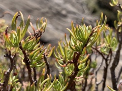 Crassula sarcocaulis
