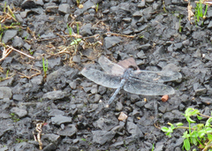 Bradinopyga konkanensis