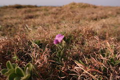 Podalyria burchellii